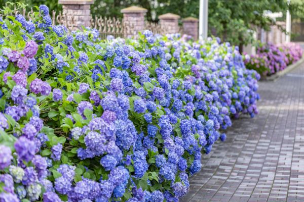 Hydrangea Landscaping in Springdale