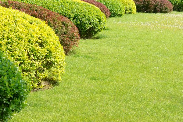 Shrubbery Planting in Springdale