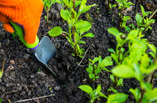Hydrangea Planting in Springdale