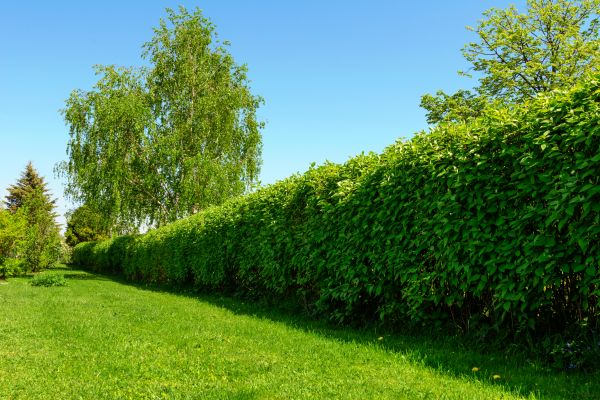 Hedge Replacement in Springdale