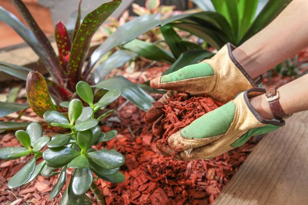 Cedar Mulch Installation in Springdale