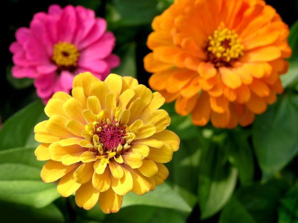 Zinnia Planting in Springdale