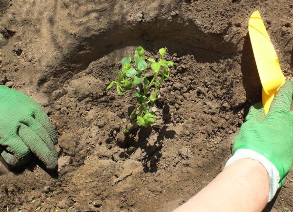 Rose Bush Planting in Springdale