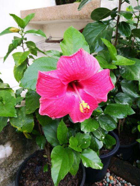 Hibiscus Planting in Springdale