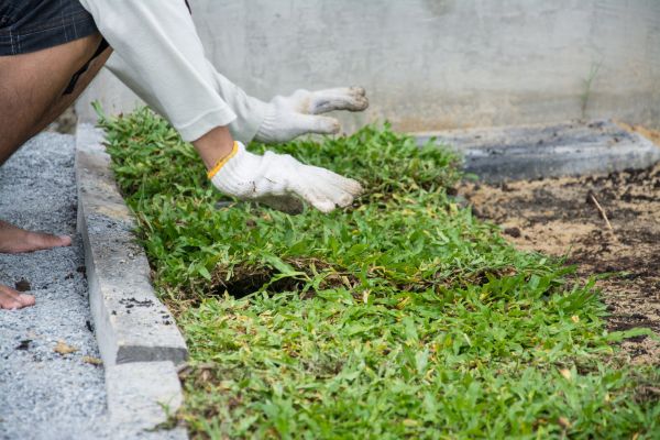 Ground Cover Planting in Springdale