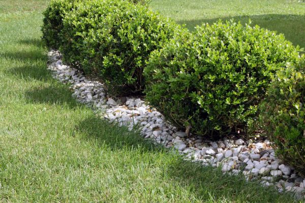 Boxwood Planting in Springdale
