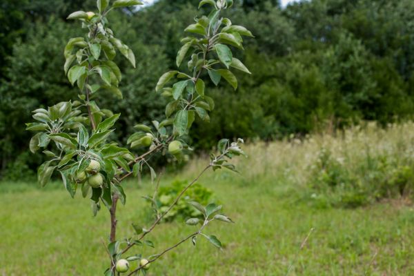 Apple Tree Planting in Springdale