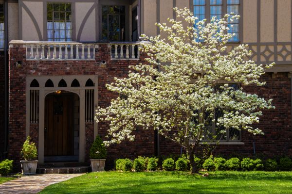 Dogwood Tree Planting in Springdale